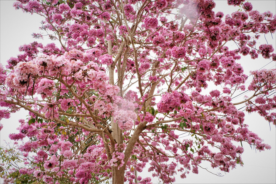 Kèn hồng gần giống hình chuông, mọc thành chùm 4 - 7 bông, khi nở có sắc hồng chuyển từ nhạt sang đậm và ngả sắc nâu khi gần tàn