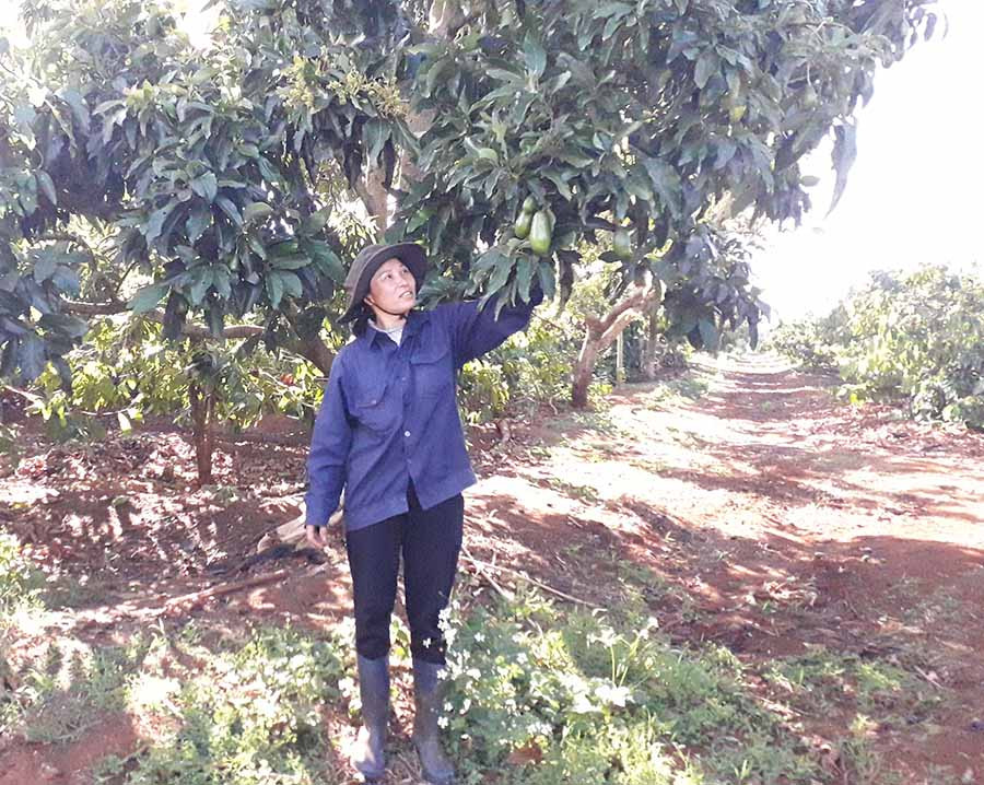  Chị Nguyễn Thị Dưỡng (thôn Tân Tiến, xã Trang) giới thiệu về cây bơ trồng xen vừa phù hợp, vừa cho thu nhập cao. Ảnh: L.N