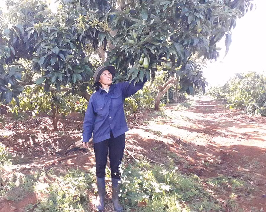  Chị Nguyễn Thị Dưỡng (thôn Tân Tiến, xã Trang) giới thiệu về cây bơ trồng xen vừa phù hợp, vừa cho thu nhập cao. Ảnh: L.N