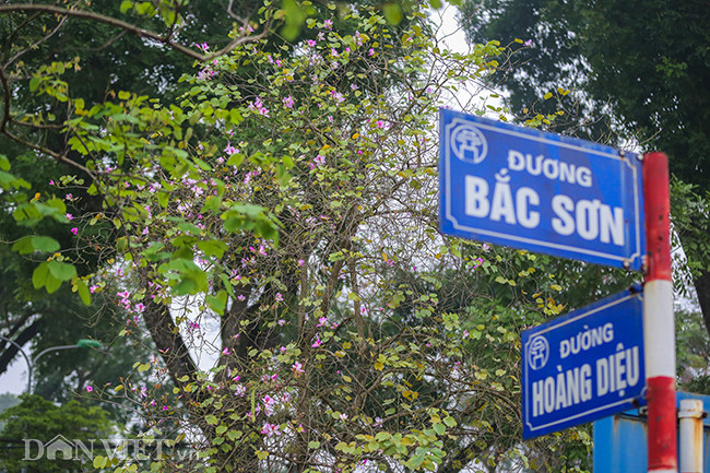 Những tuyến phố có hoa ban nở đẹp nhất phải kể đến là đường Hoàng Diệu, đường Bắc Sơn, đường Thanh Niên...