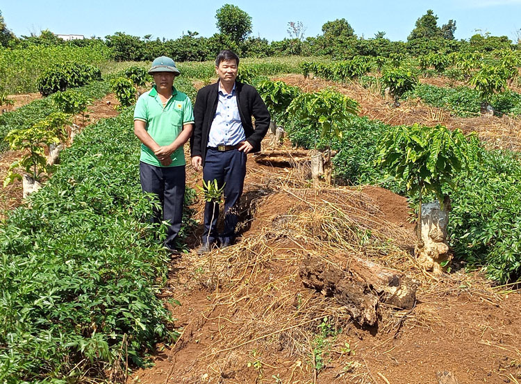 Đương quy được trồng xen trong vườn cà phê của hộ ông Nguyễn Văn Tiến. Ảnh: D.Quỳnh.