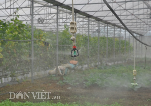 Hệ thống tưới tự động của vườn rau.