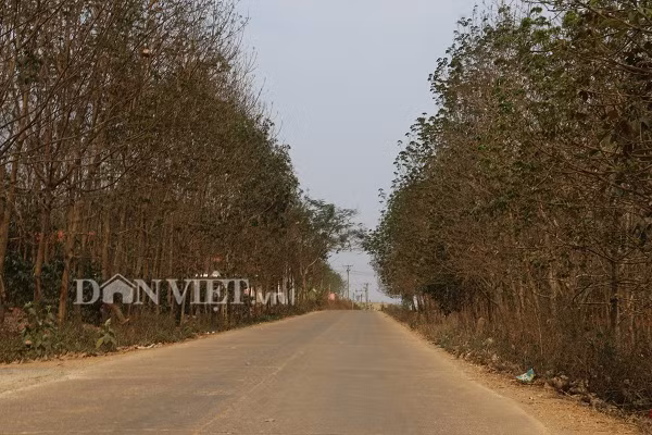  Vạt rừng cao su trơ trọi, thân cây thẳng tắp xa ngút ngàn không dấu chân, làm khung cảnh trở nên huyền bí và xa xăm.