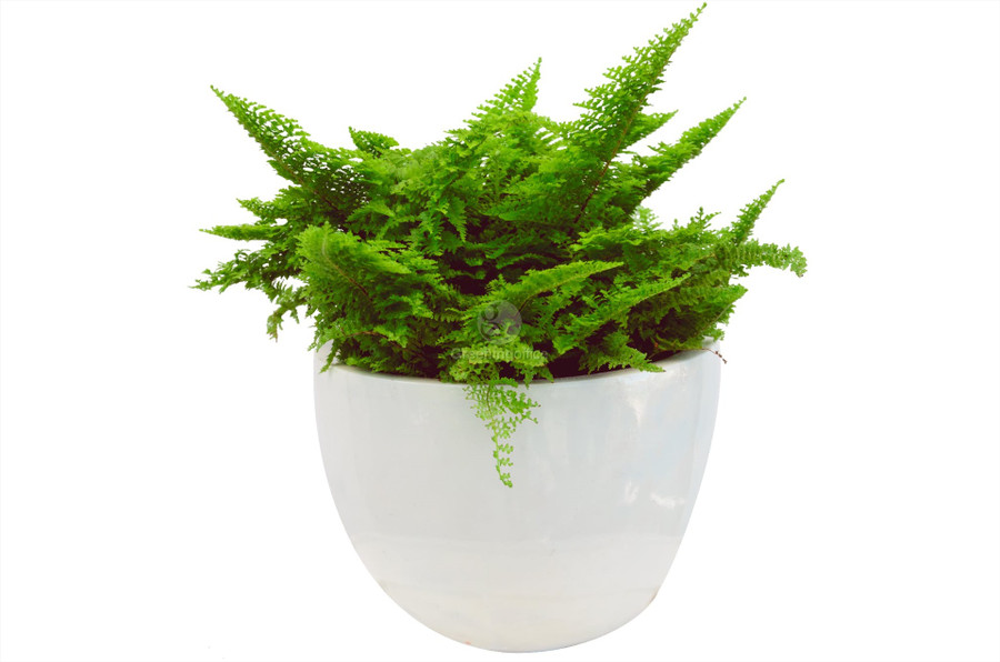 Dương Xỉ là loại cây có khả năng hút ẩm rất tốt, đặc biệt là hút khí Aldehyde Formic. Ngoài ra Dương Xỉ còn được biết đến là cây giúp thanh lọc không khí và ngăn ngừa ung thư. Cây có thể trồng trong chậu nhỏ treo trong nhà hay ngoài cửa sổ rất tốt cho giấc ngủ. Ảnh ST.