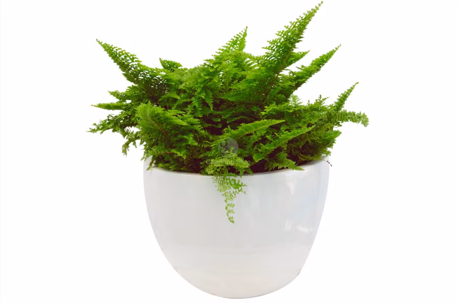 Dương Xỉ là loại cây có khả năng hút ẩm rất tốt, đặc biệt là hút khí Aldehyde Formic. Ngoài ra Dương Xỉ còn được biết đến là cây giúp thanh lọc không khí và ngăn ngừa ung thư. Cây có thể trồng trong chậu nhỏ treo trong nhà hay ngoài cửa sổ rất tốt cho giấc ngủ. Ảnh ST.