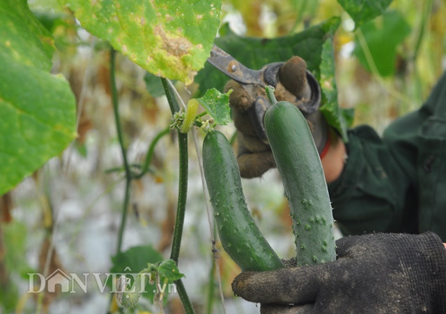  Các sản phẩm rau, quả từ vườn nhà lưới của anh Trung luôn nhận được sự tin tưởng từ người tiêu dùng.