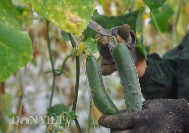  Các sản phẩm rau, quả từ vườn nhà lưới của anh Trung luôn nhận được sự tin tưởng từ người tiêu dùng.