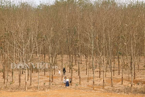 Du khách có thể dừng chân ở bất cứ điểm rừng nào mình muốn nếu nơi đó lá vàng đều, rụng dày. Các chủ vườn và công nhân luôn vui vẻ chào đón, họ đón khách vào tham quan, chụp ảnh... mà không thu bất cứ khoản phí nào. Và đương nhiên, bạn cũng phải đảm bảo không phá cây, nghịch chén lấy mủ cũng như đốt lá lung tung dễ gây hỏa hoạn.