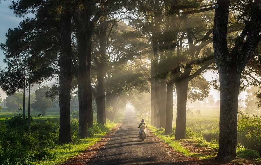 Hàng thông trăm tuổi tại khu vực Biển Hồ chè là điểm đến hấp dẫn với du khách. Ảnh: PHAN NGUYÊN