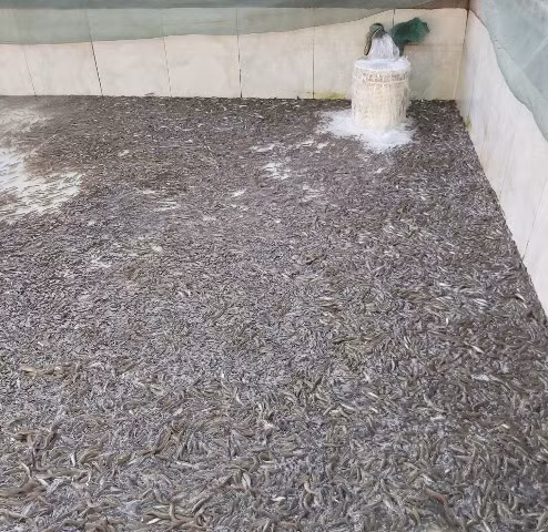 Anh Nhâm tiết lộ một bí quyết trong nuôi cá lóc trong bể xi măng. Đó là, trước khi phân kích cỡ cá lóc giống phải để chúng nhịn đói một ngày. Ảnh: Vũ Thượng.