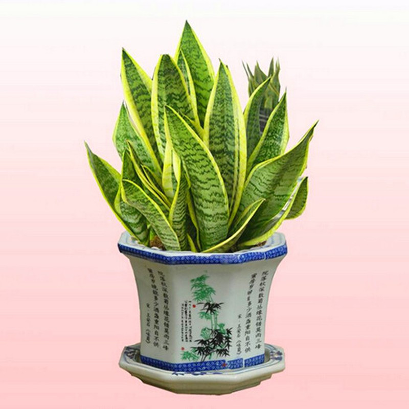 Bạn nên đặt chậu cây lưỡi hổ trong phòng có máy tính, máy in. Bạn nên đặt chậu cây lưỡi hổ trong phòng có máy tính, máy in.