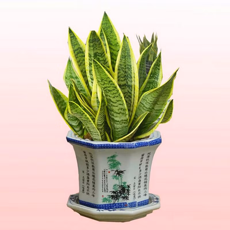 Bạn nên đặt chậu cây lưỡi hổ trong phòng có máy tính, máy in. 