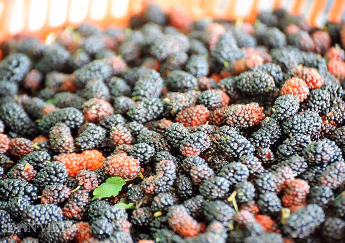 Trung bình mỗi đợt, anh Tuấn có thể thu trái khoảng 20 ngày, bán tại vườn với giá 50.000đ/kg. Ảnh: M.A.