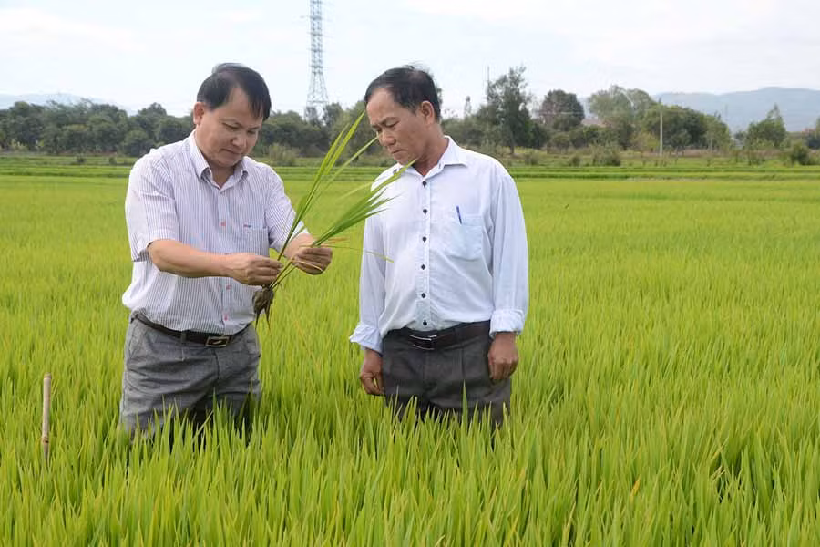  Cán bộ kỹ thuật kiểm tra ruộng đồng, hướng dẫn nông dân cách phòng trừ sâu bệnh hại lúa.Ảnh: Đ.P