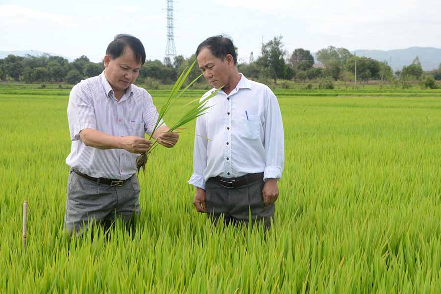 Cán bộ kỹ thuật kiểm tra ruộng đồng, hướng dẫn nông dân cách phòng trừ sâu bệnh hại lúa. Ảnh: Đ.P  Cán bộ kỹ thuật kiểm tra ruộng đồng, hướng dẫn nông dân cách phòng trừ sâu bệnh hại lúa.Ảnh: Đ.P