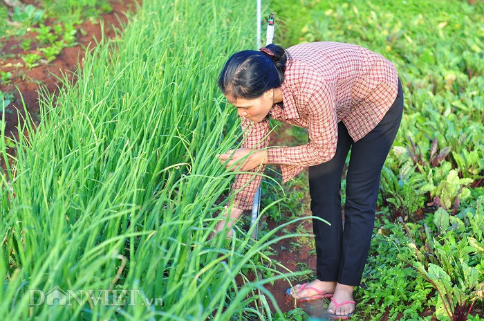 Toàn bộ rau của những người dân tộc Churu trong tổ hợp tác được trồng theo hướng hữu cơ, an toàn sinh học.