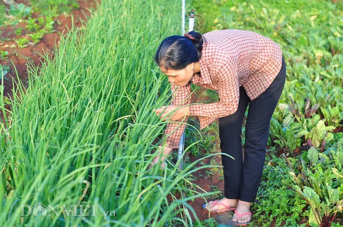 Toàn bộ rau của những người dân tộc Churu trong tổ hợp tác được trồng theo hướng hữu cơ, an toàn sinh học.