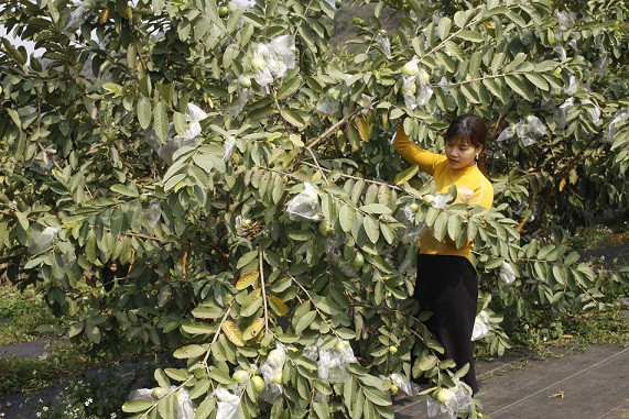 Vì trồng cây ghép nên chỉ chưa đầy 1 năm, vườn ổi của nhà chị Huyền đã cho quả bói.