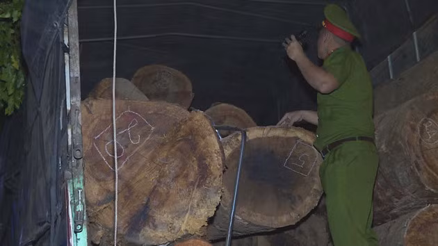  Số gỗ trên xe tải bị bắt giữ để điều tra - Ảnh: Công an cung cấp