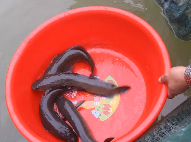 Cá lóc nuôi trong bể xi măng khoảng 6-7 tháng cho trọng lượng từ 0,7-1,4 kg/con. Ảnh: Vũ Thượng