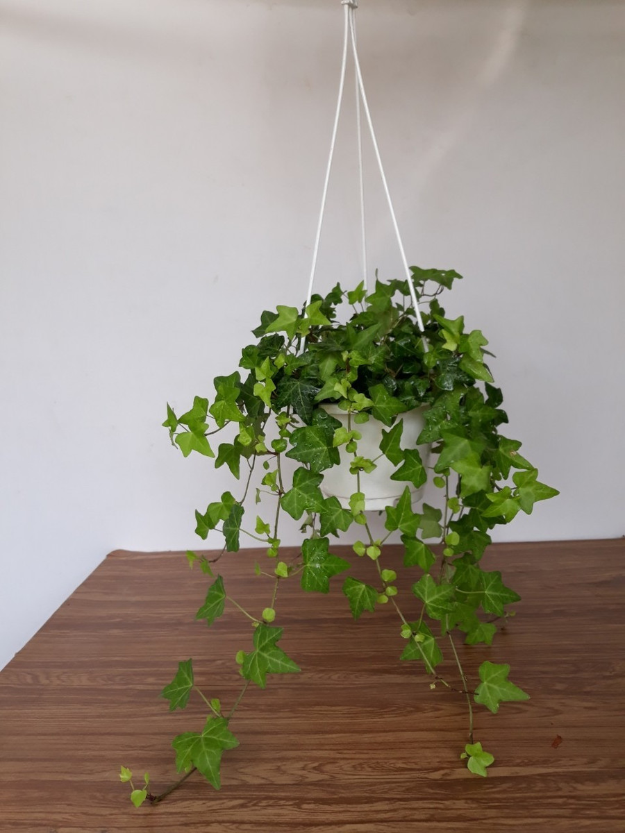 ​ Cây Thường Xuân được ví là loại “máy lọc khí” bậc nhất. Nguyên nhân là do loại cây này hấp thụ formaldehyde hiệu quả nhất, một trong những chất gây ô nhiễm không khí trong nhà phổ biến nhất, vốn được sử dụng nhiều trong các vật liệu như gỗ dán, thảm, xốp cách điện và nhựa gỗ. Các vật liệu này sẽ thải ra formaldehyde rất chậm theo thời gian. Hít thở phải formaldehyde ở nồng độ cao có thể gây ra các kích thích mắt, làm chảy nước mắt và đau đầu, nóng. Ảnh ST.