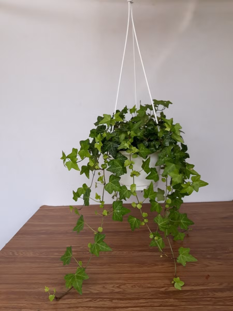 ​ Cây Thường Xuân được ví là loại “máy lọc khí” bậc nhất. Nguyên nhân là do loại cây này hấp thụ formaldehyde hiệu quả nhất, một trong những chất gây ô nhiễm không khí trong nhà phổ biến nhất, vốn được sử dụng nhiều trong các vật liệu như gỗ dán, thảm, xốp cách điện và nhựa gỗ. Các vật liệu này sẽ thải ra formaldehyde rất chậm theo thời gian. Hít thở phải formaldehyde ở nồng độ cao có thể gây ra các kích thích mắt, làm chảy nước mắt và đau đầu, nóng. Ảnh ST.