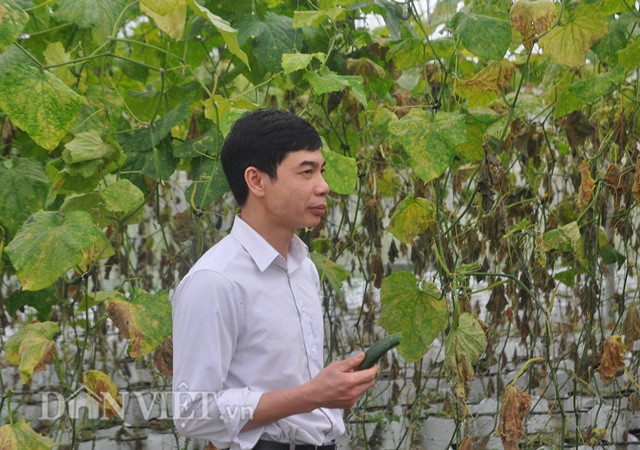 Anh Trung trực tiếp hái và ăn dưa chuột ngay tại vườn. 