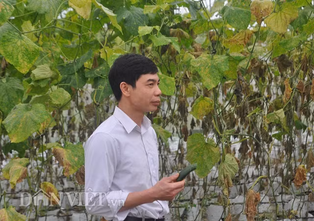 Anh Trung trực tiếp hái và ăn dưa chuột ngay tại vườn. 