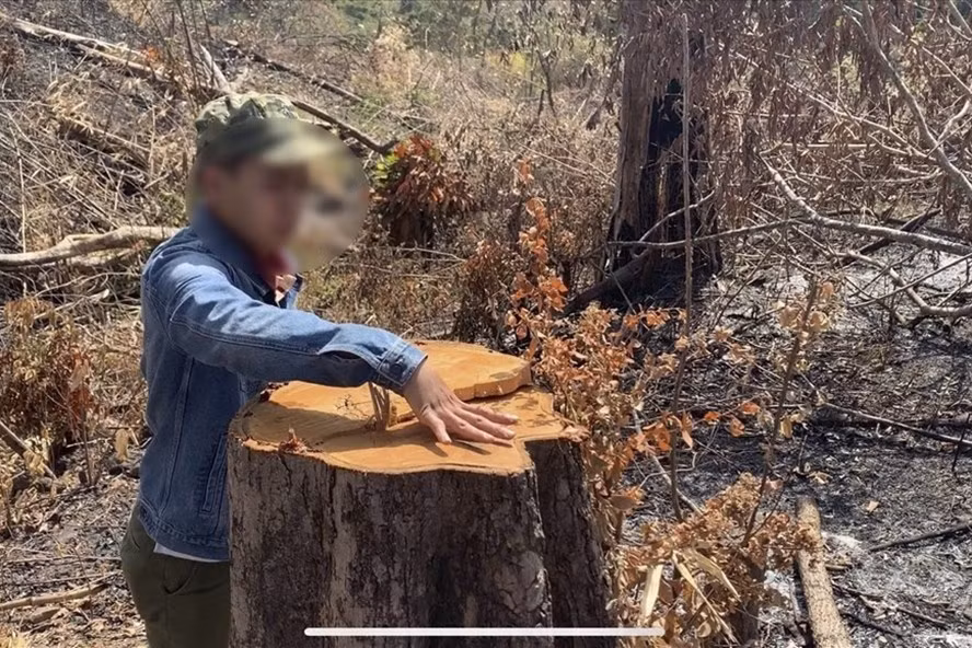 Rừng liên tiếp bị tàn phá tại Công ty Lâm nghiệp Chư Phả. Ảnh: HL