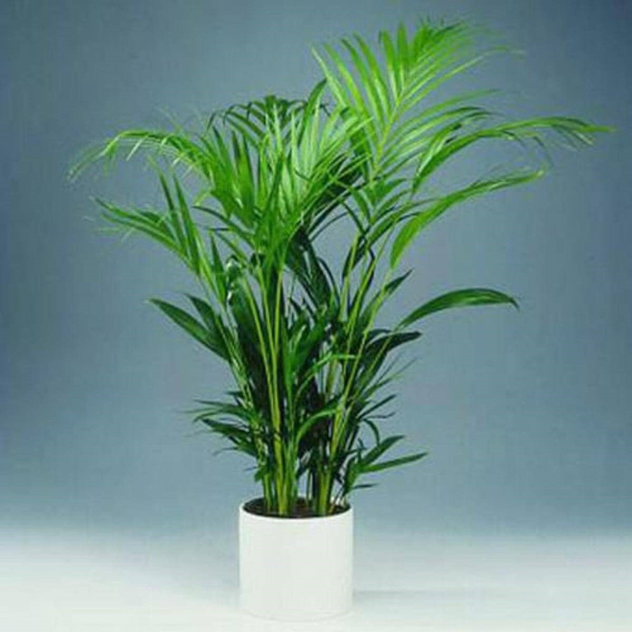 Nếu trong nhà trồng một chậu cây Cọ Lá Tre, nó sẽ giúp bạn làm sạch không khí trong nhà, loại bỏ bớt mùi hôi và các chất độc hại. Nhờ đó mà bạn sẽ có được giấc ngủ nhanh và sâu hơn. Ảnh ST.