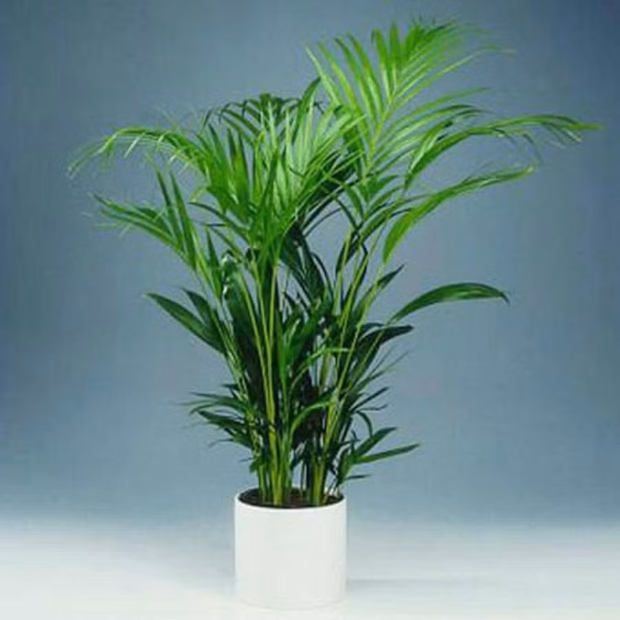 Nếu trong nhà trồng một chậu cây Cọ Lá Tre, nó sẽ giúp bạn làm sạch không khí trong nhà, loại bỏ bớt mùi hôi và các chất độc hại. Nhờ đó mà bạn sẽ có được giấc ngủ nhanh và sâu hơn. Ảnh ST.