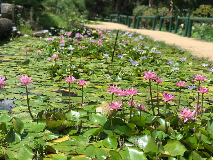 Không chỉ có sen, vườn này còn có cả hoa súng đủ các loại đang đua nở Không chỉ có sen, vườn này còn có cả hoa súng đủ các loại đang đua nở