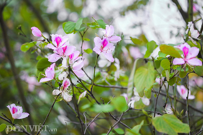 Màu sắc dịu dàng của loài hoa đến từ Tây Bắc như xua tan cái âm u, xám xịt của thời tiết se lạnh tại Hà Nội, tạo nên vẻ đẹp mộng mơ, nao lòng. Màu sắc dịu dàng của loài hoa đến từ Tây Bắc như xua tan cái âm u, xám xịt của thời tiết se lạnh tại Hà Nội, tạo nên vẻ đẹp mộng mơ, nao lòng.