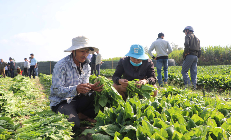 Rau chân vịt hay còn gọi là cải bó xôi trồng trên địa bàn huyện Đak Pơ cho sản lượng, chất lượng tốt. Ảnh: Ngọc Minh 