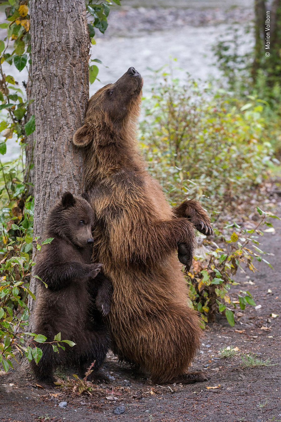 Mẹ con gấu xám Bắc Mỹ bên sông Nakina ở British Columbia, Canada - Ảnh: WILDLIFE PHOTOGRAPHER OF THE YEAR