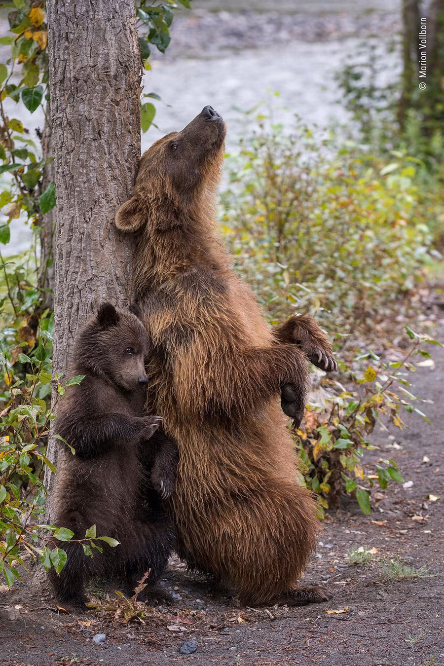 Mẹ con gấu xám Bắc Mỹ bên sông Nakina ở British Columbia, Canada - Ảnh: WILDLIFE PHOTOGRAPHER OF THE YEAR