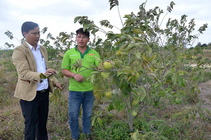 Chủ tịch UBND xã Ia Sol Nguyễn Hữu Khóa (trái) trao đổi với chủ trang trại trái cây Tống Văn Tư về cách chăm sóc na Thái. Ảnh: Đức Phương