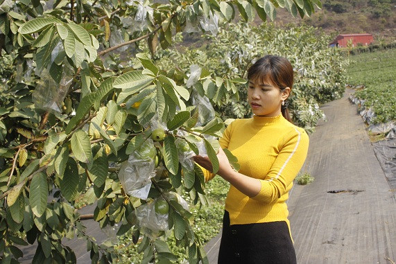 Chị Huyền áp dụng kĩ thuật bấm ngọn để kích thích cây ổi ra quả theo ý muốn.