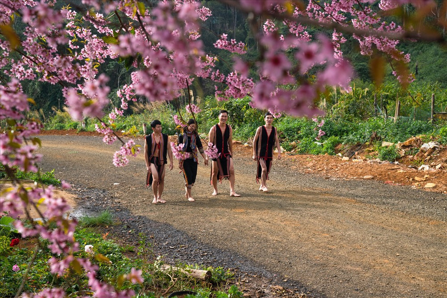 Anh đào tại Tây Nguyên đẹp như... ở Tây Bắc. Ảnh: Hà Nguyễn