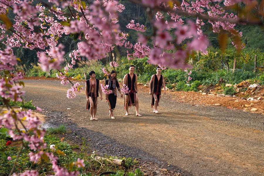 Anh đào tại Tây Nguyên đẹp như... ở Tây Bắc. Ảnh: Hà Nguyễn