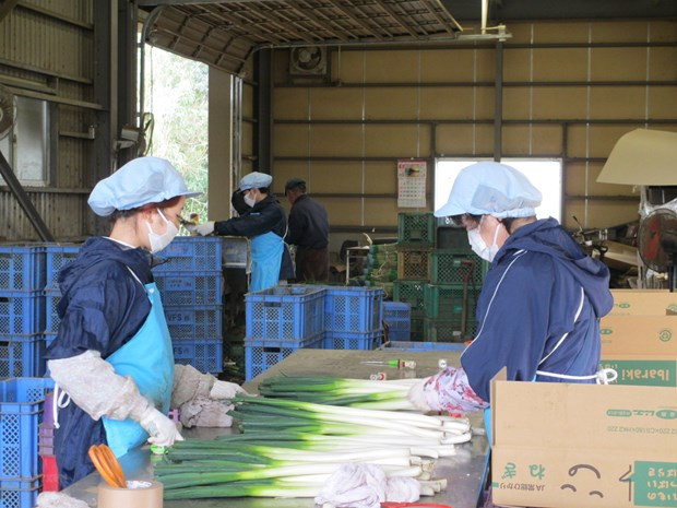 Thực tập sinh Việt Nam đang làm việc tại Công ty Cổ phần Carry System (NCS). (Ảnh: Đào Thanh Tùng/TTXVN) Thực tập sinh Việt Nam đang làm việc tại Công ty Cổ phần Carry System (NCS). (Ảnh: Đào Thanh Tùng/TTXVN)