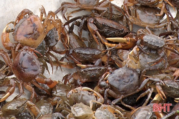 Cua đồng thương phẩm là loại thực phẩm có giá trị dinh dưỡng cao, an toàn cho người tiêu dùng.