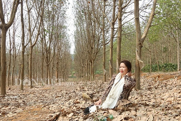 Thời tiết sang đông, hầu hết các loại cây đều thay lá để cùng nhau đâm chồi nảy lộc khi mùa xuân đến. Từ cuối tháng 1 âm lịch hàng năm những rừng cao su cũng trút bỏ lớp lá cũ để đâm chồi lộc biếc.