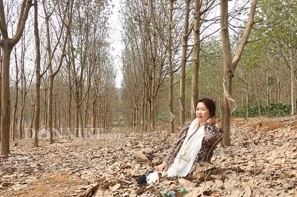 Thời tiết sang đông, hầu hết các loại cây đều thay lá để cùng nhau đâm chồi nảy lộc khi mùa xuân đến. Từ cuối tháng 1 âm lịch hàng năm những rừng cao su cũng trút bỏ lớp lá cũ để đâm chồi lộc biếc.