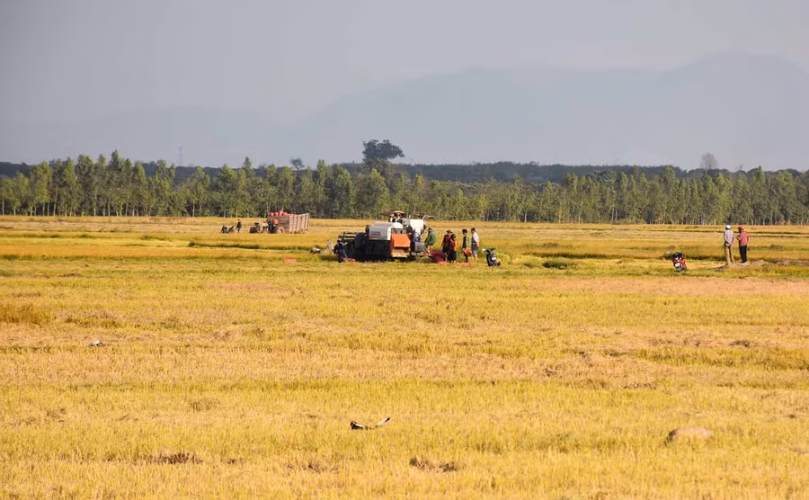 Sắc vàng óng ả trên cách đồng Lũng Vân. Ảnh: Hà Phương