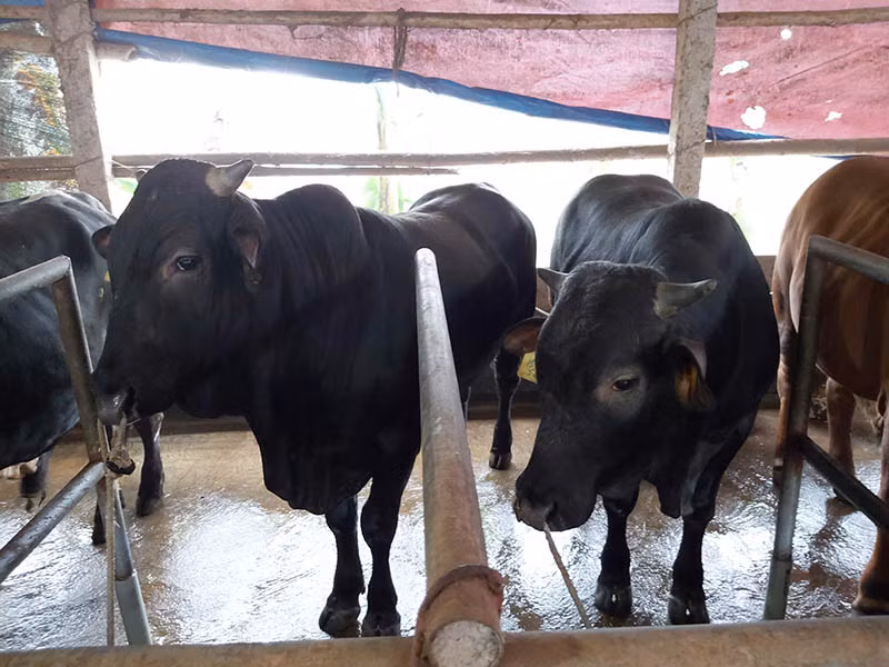 Thời gian nuôi từ 12 đến 15 tháng là có thể xuất bán, mỗi con bò 3B có trọng lượng từ 500 đến 600kg/con. Bởi vậy giống bò 3B được người dân xã Tân Tiến lựa chọn để chăn nuôi tăng thu nhập. Ảnh: Minh Ngọc.