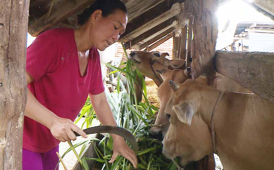Đời sống của gia đình bà Kpă H’Kuich (tổ dân phố 1, thị trấn Phú Thiện, huyện Phú Thiện) ngày càng được cải thiện nhờ nguồn vốn vay chính sách. Ảnh: Q.T