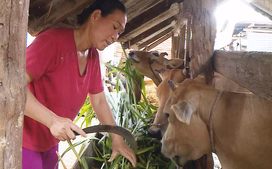 Đời sống của gia đình bà Kpă H’Kuich (tổ dân phố 1, thị trấn Phú Thiện, huyện Phú Thiện) ngày càng được cải thiện nhờ nguồn vốn vay chính sách. Ảnh: Q.T