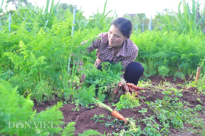 Chị Ma Đậm là người đầu tiên phối hợp với tổ chức Caritas Đà Lạt để thành lập tổ hợp tác rau hữu cơ Iem Goh Churu.