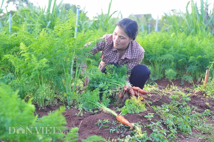 Chị Ma Đậm là người đầu tiên phối hợp với tổ chức Caritas Đà Lạt để thành lập tổ hợp tác rau hữu cơ Iem Goh Churu.